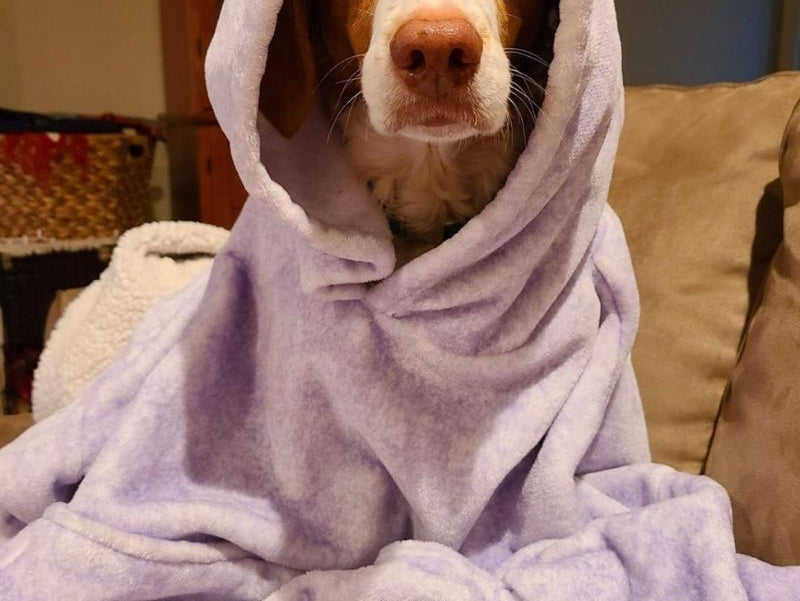 Pets in The Comfy - The Comfy