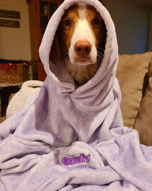 Pets in The Comfy - The Comfy
