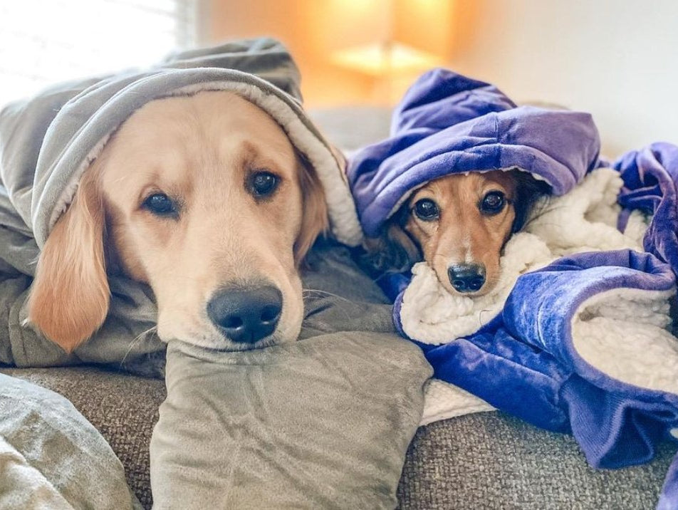 Why The Comfy + Pets Are A Match Made In Dog Heaven - The Comfy