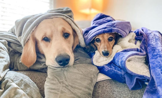 Why The Comfy + Pets Are A Match Made In Dog Heaven - The Comfy